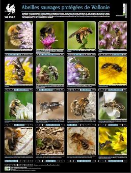 thumbnail - Abeilles sauvages protégées de Wallonie / Geschützt Wildbienen in der Wallonie - Poster
